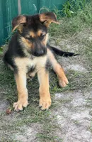 Roxy, a female German Shepherd Dog for sale in Waycross, GA – 3 of 7