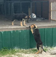 Turbo, a male German Shepherd Dog for sale in Waycross, GA – 5 of 9