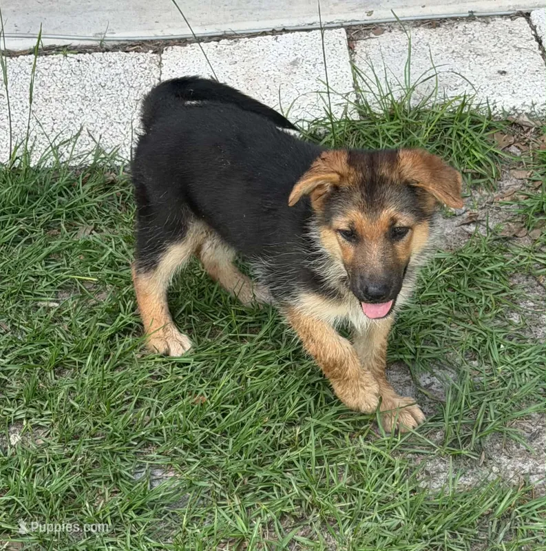 Roxy – German Shepherd Dog puppy for sale in Waycross, GA