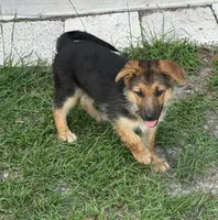 Roxy, a female German Shepherd Dog for sale in Waycross, GA – 5 of 7