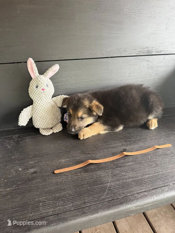 Sparkplug – German Shepherd Dog puppy for sale in Waycross, GA