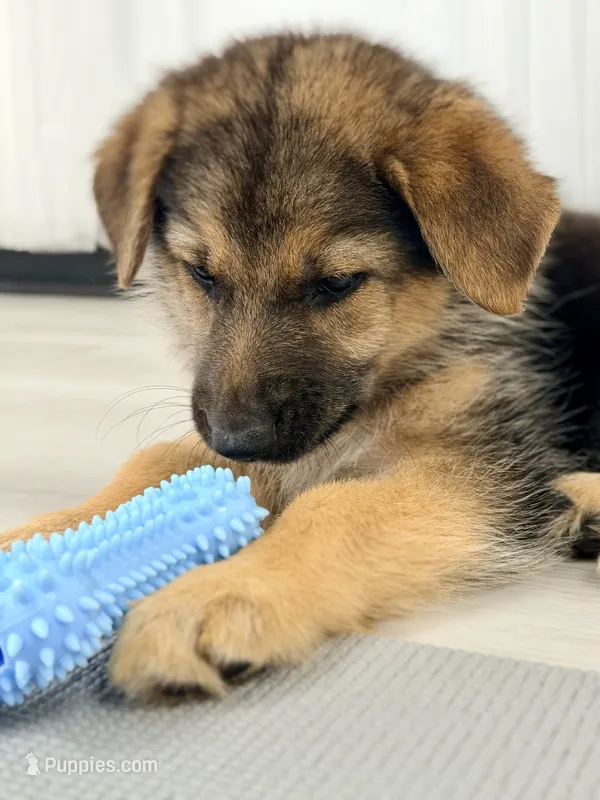 Turbo – German Shepherd Dog puppy for sale in Waycross, GA