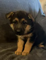 Jasmine, a female German Shepherd Dog for sale in Waycross, GA – Photo 2 of 4