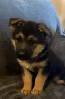 Jasmine, a female German Shepherd Dog for sale in Waycross, GA – Photo 1 of 4