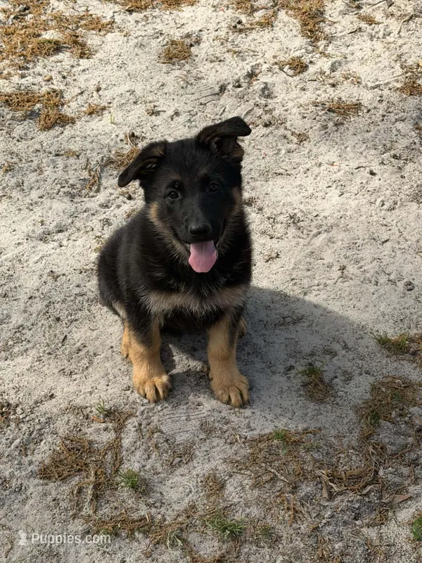 Tiana – German Shepherd Dog puppy for sale in Waycross, GA