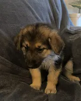 Tiana, a female German Shepherd Dog for sale in Waycross, GA – Photo 2 of 4