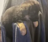 Tiana, a female German Shepherd Dog for sale in Waycross, GA – Photo 4 of 4