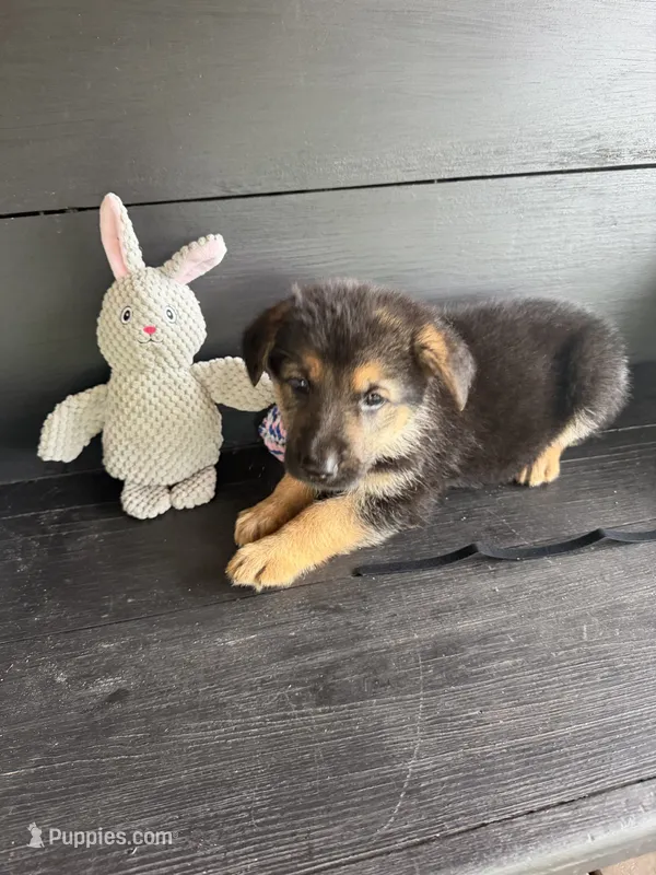 Diesel – German Shepherd Dog puppy for sale in Waycross, GA