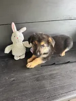 Diesel, a male German Shepherd Dog for sale in Waycross, GA – 1 of 1