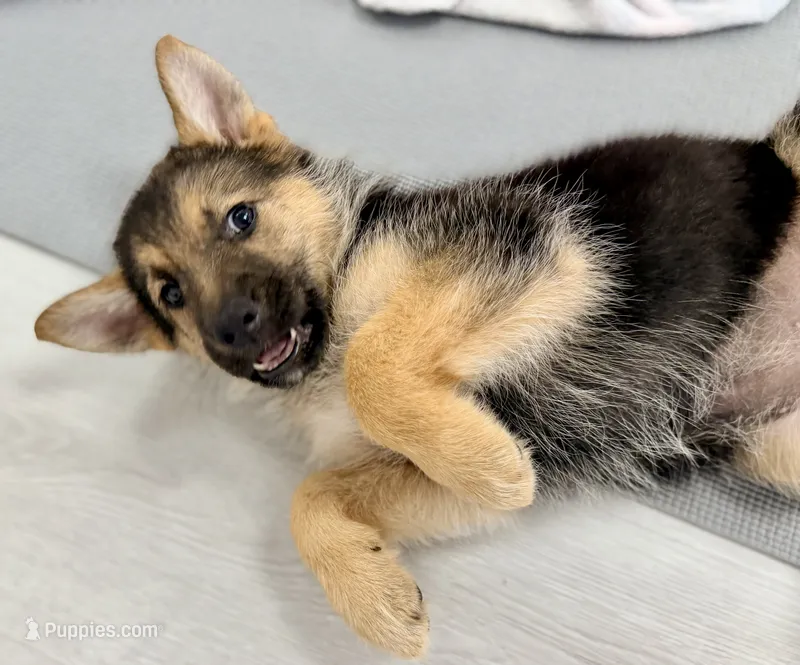 Axle – German Shepherd Dog puppy for sale in Waycross, GA