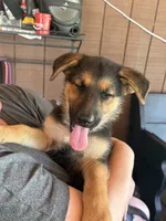 Diesel, a male German Shepherd Dog for sale in Waycross, GA – 4 of 5