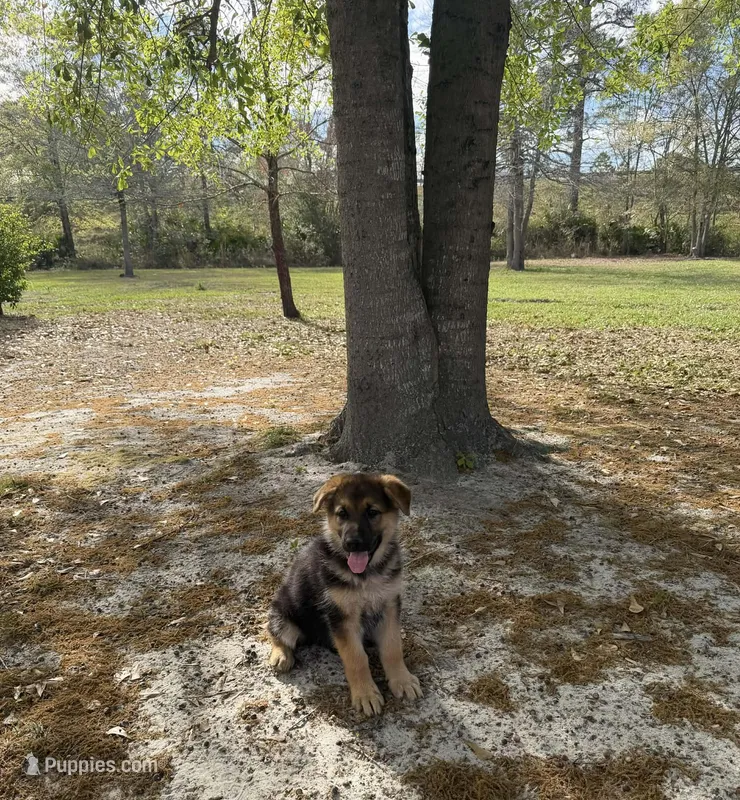 Aurora – German Shepherd Dog puppy for sale in Waycross, GA