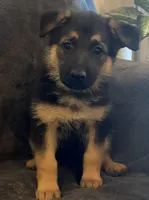 Aurora, a female German Shepherd Dog for sale in Waycross, GA – Photo 2 of 4