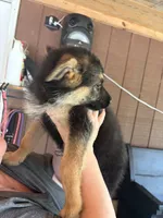 Roxy, a female German Shepherd Dog for sale in Waycross, GA – 2 of 7