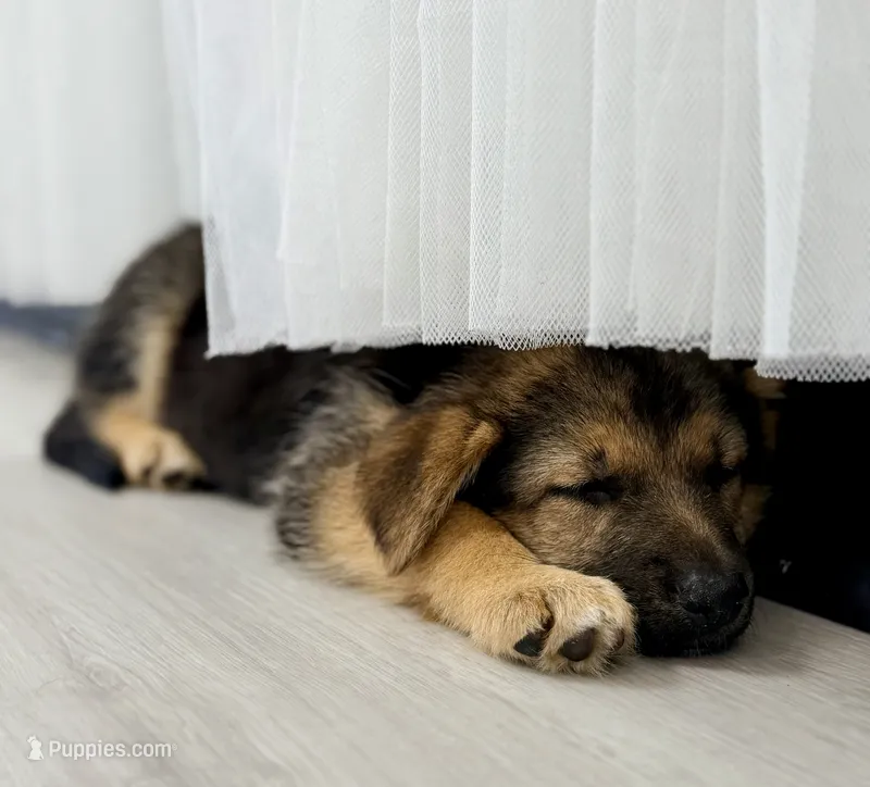 Piper – German Shepherd Dog puppy for sale in Waycross, GA