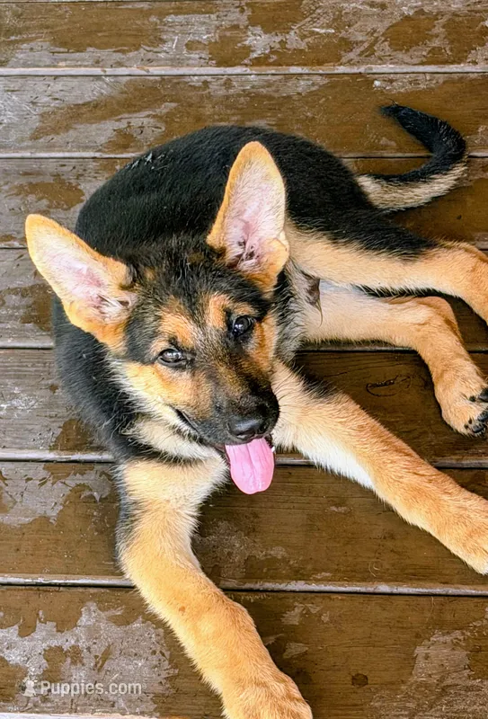 Diesel – German Shepherd Dog puppy for sale in Waycross, GA