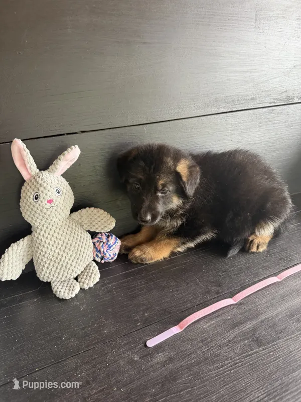 Roxy – German Shepherd Dog puppy for sale in Waycross, GA
