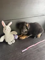 Roxy, a female German Shepherd Dog for sale in Waycross, GA – 1 of 1