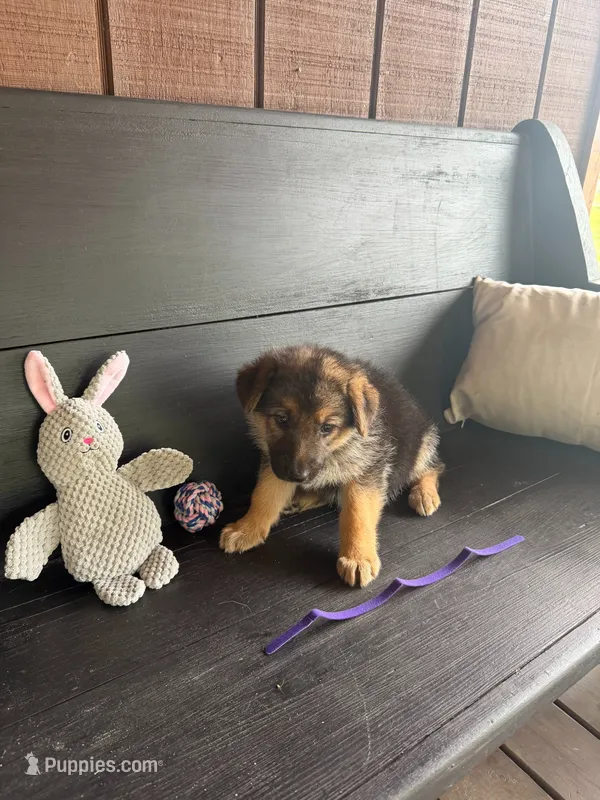 Piper – German Shepherd Dog puppy for sale in Waycross, GA