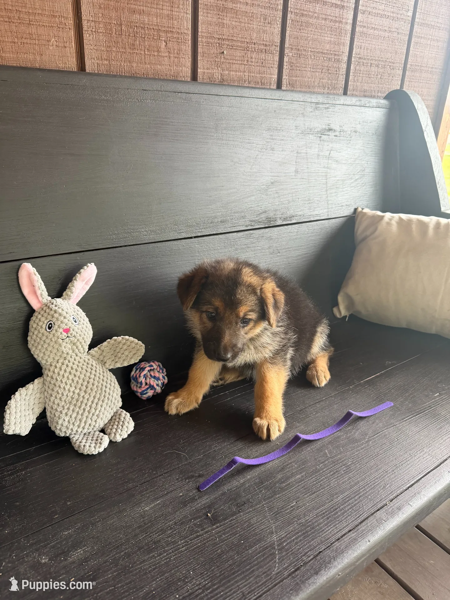 Piper, a female German Shepherd Dog for sale in Waycross, GA – 1 of 1