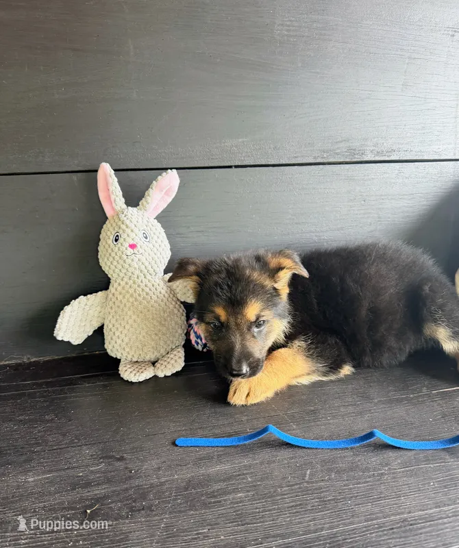Axle – German Shepherd Dog puppy for sale in Waycross, GA