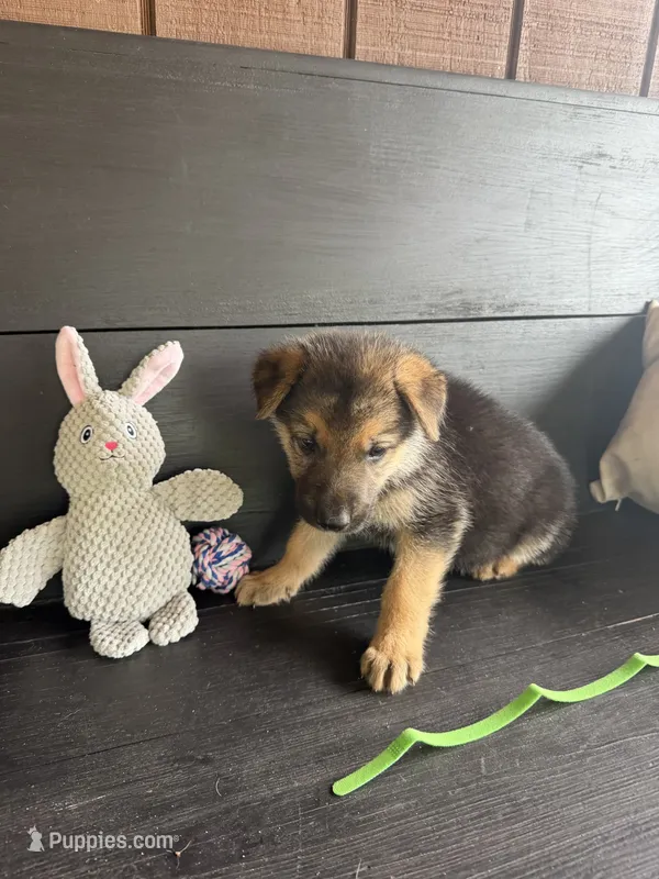 Turbo – German Shepherd Dog puppy for sale in Waycross, GA