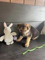 Turbo, a male German Shepherd Dog for sale in Waycross, GA – 1 of 1