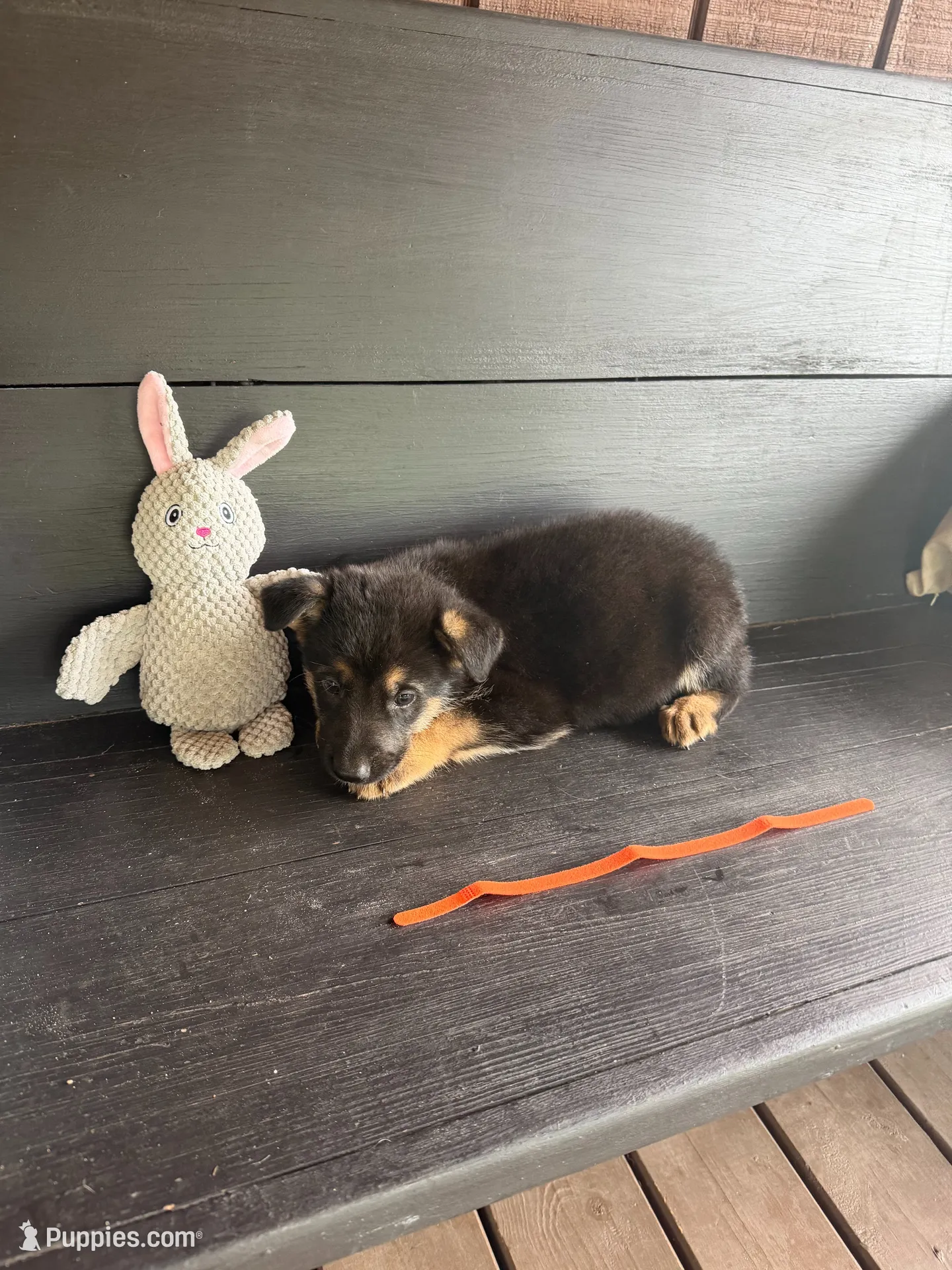 Hemi, a male German Shepherd Dog for sale in Waycross, GA – 1 of 1