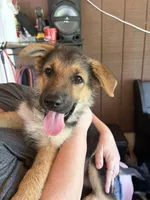 Turbo, a male German Shepherd Dog for sale in Waycross, GA – 8 of 9
