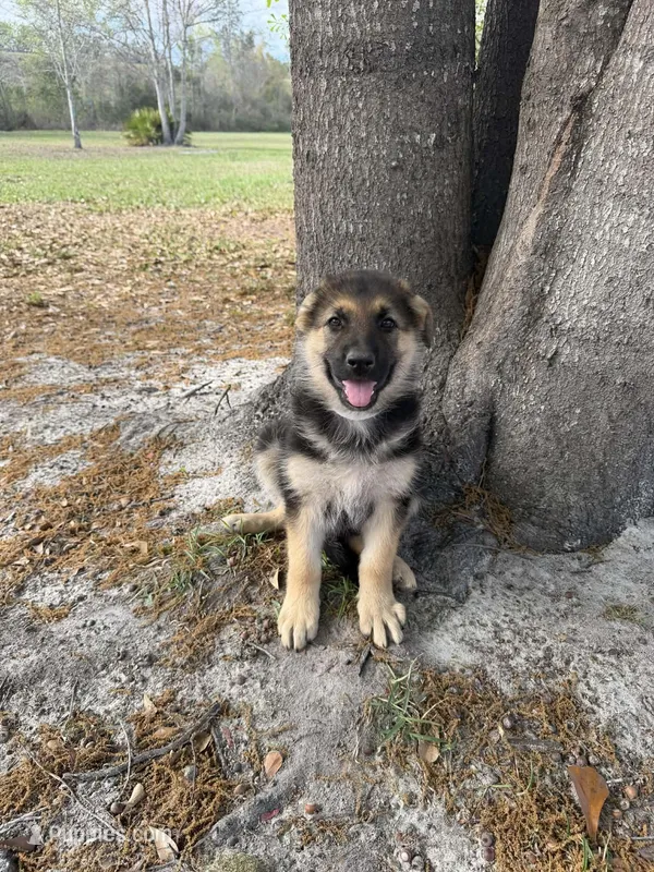 monana – German Shepherd Dog puppy for sale in Waycross, GA