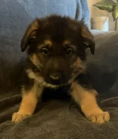 monana, a female German Shepherd Dog for sale in Waycross, GA – Photo 1 of 4