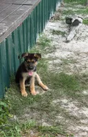 Diesel, a male German Shepherd Dog for sale in Waycross, GA – 3 of 5