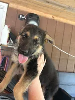 Roxy, a female German Shepherd Dog for sale in Waycross, GA – 1 of 7