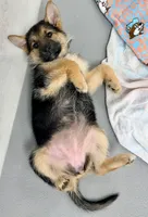 Piper, a female German Shepherd Dog for sale in Waycross, GA – 4 of 6