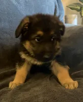 Belle, a female German Shepherd Dog for sale in Waycross, GA – Photo 1 of 4