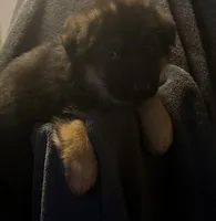 Belle, a female German Shepherd Dog for sale in Waycross, GA – Photo 3 of 4