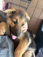 Turbo, a male German Shepherd Dog for sale in Waycross, GA – 6 of 9