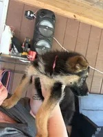 Roxy, a female German Shepherd Dog for sale in Waycross, GA – 6 of 7