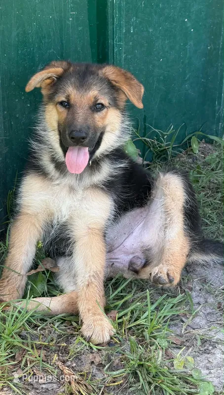 Piper – German Shepherd Dog puppy for sale in Waycross, GA
