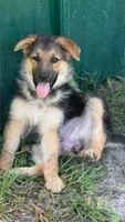 Piper, a female German Shepherd Dog for sale in Waycross, GA – 1 of 6