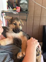 Turbo, a male German Shepherd Dog for sale in Waycross, GA – 9 of 9