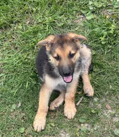 Piper, a female German Shepherd Dog for sale in Waycross, GA – 2 of 6