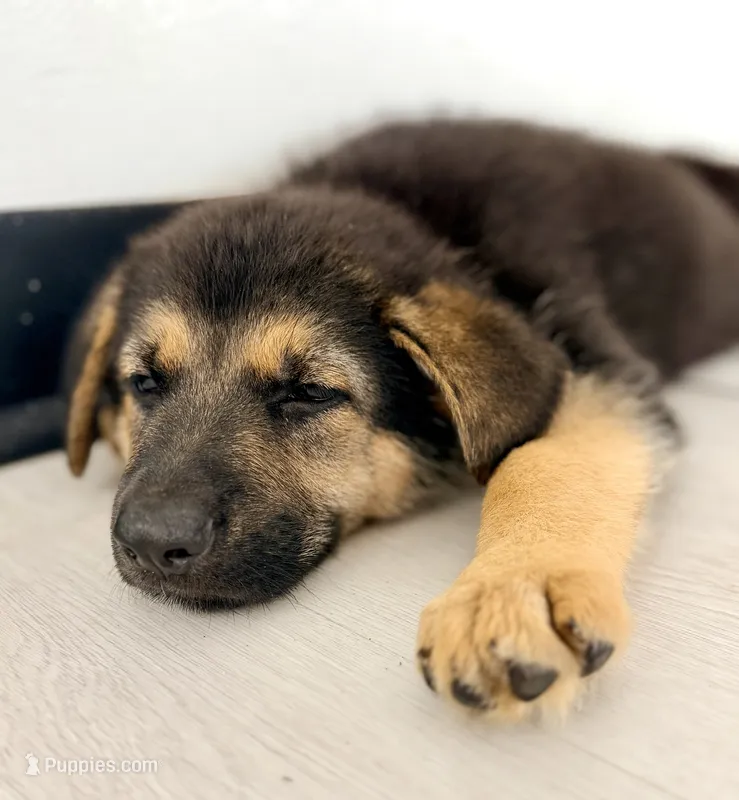 Diesel – German Shepherd Dog puppy for sale in Waycross, GA