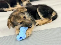 Turbo, a male German Shepherd Dog for sale in Waycross, GA – 4 of 9