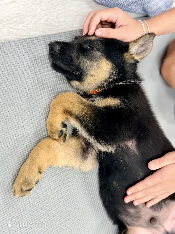 Hemi – German Shepherd Dog puppy for sale in Waycross, GA