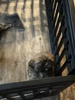 bear, a male Shih Tzu for sale in Kittanning, PA – 3 of 3