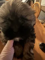 bear, a male Shih Tzu for sale in Kittanning, PA – 2 of 3