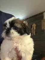 ziggy, a male Shih Tzu for sale in Kittanning, PA – 2 of 3