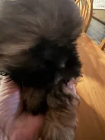 bear, a male Shih Tzu for sale in Kittanning, PA – 1 of 3