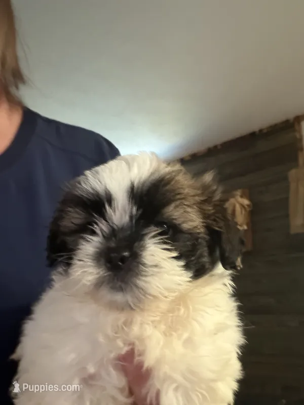 ziggy – Shih Tzu puppy for sale in Kittanning, PA